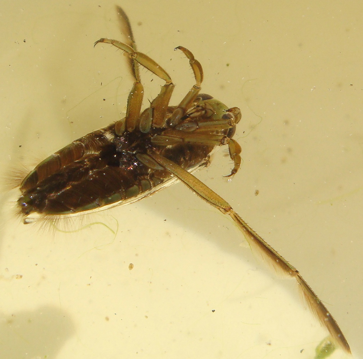 comp_Notonecta glauca 2.jpg