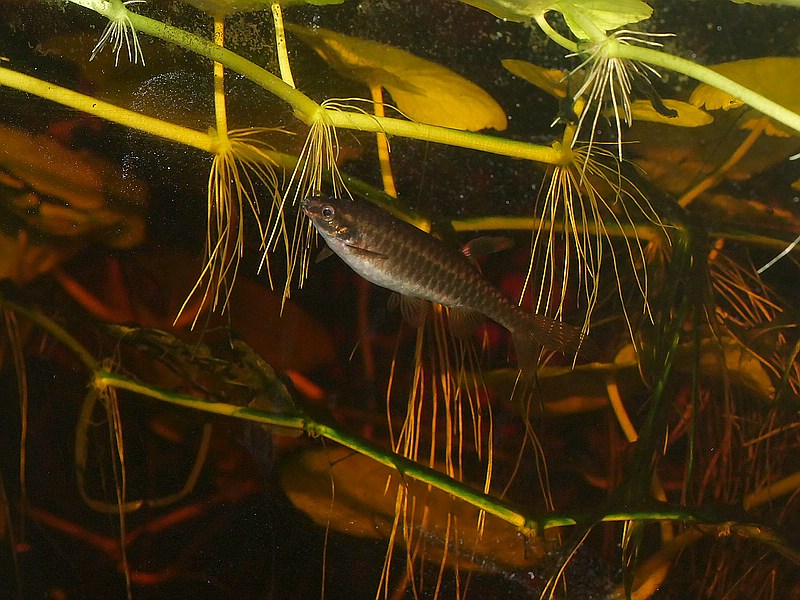 Copella nattereri 2.jpg