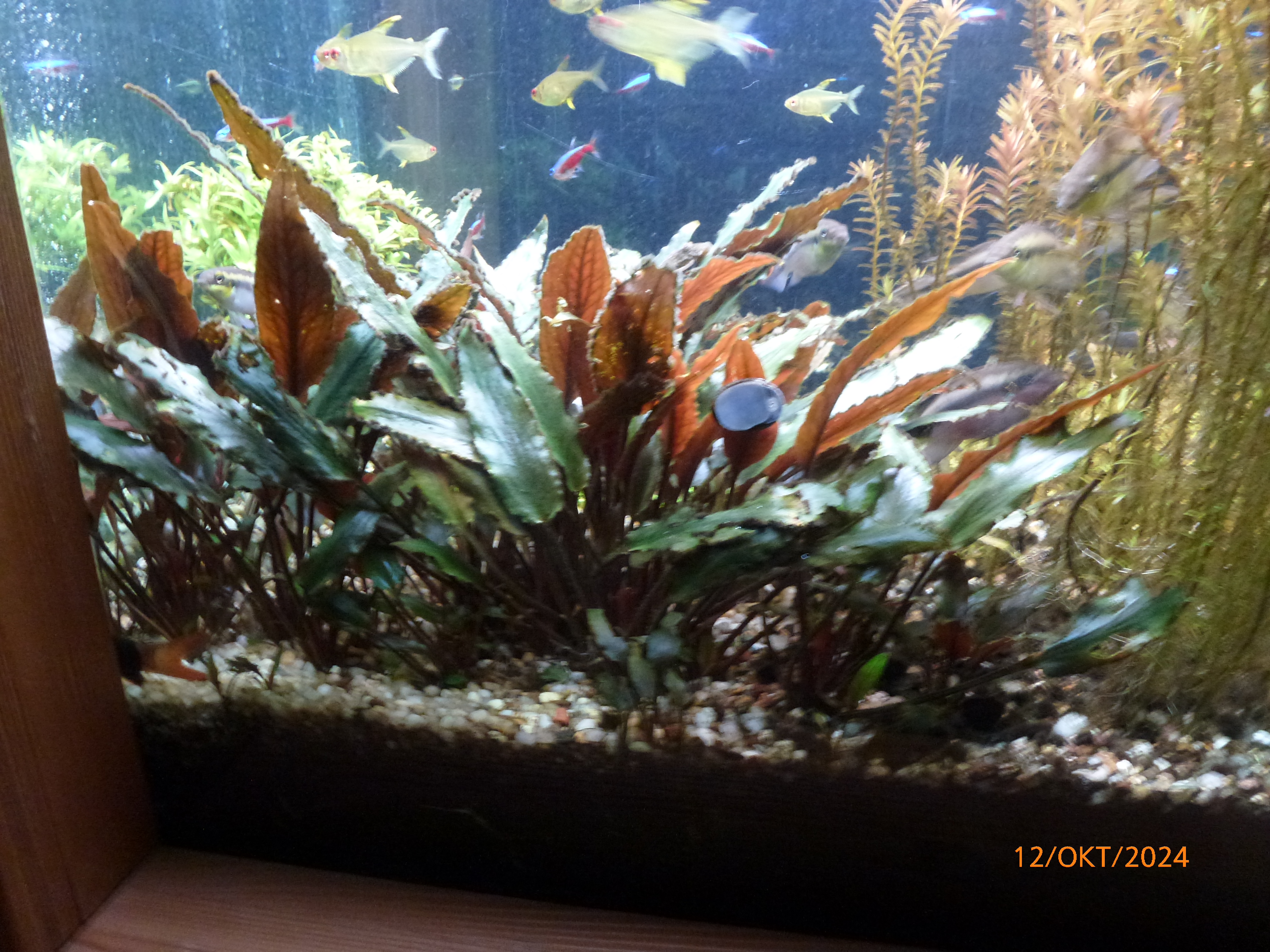 Crypt wendtii 'braun' 241012 1.JPG