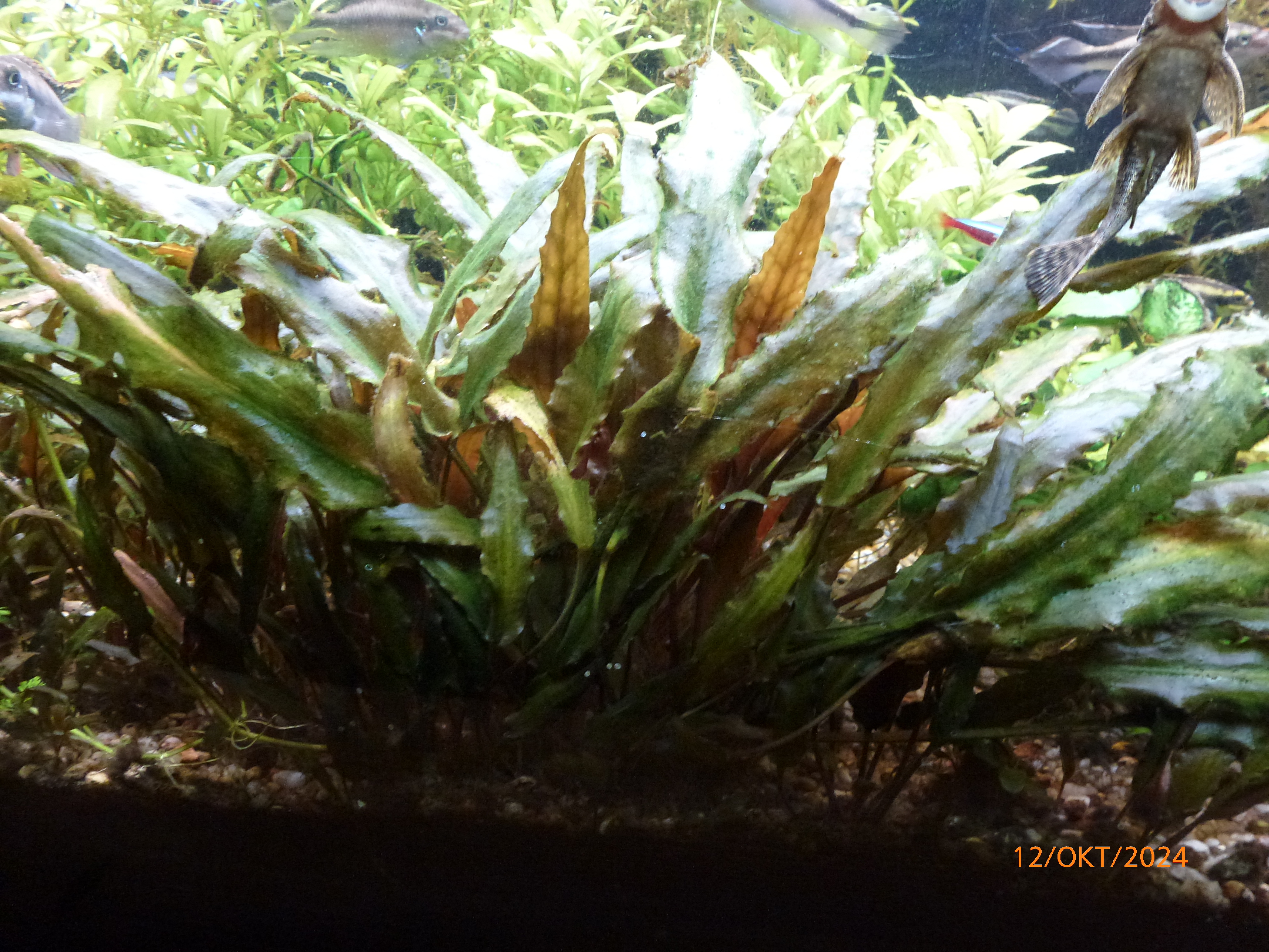 Crypt wendtii 'braun' 241012 2.JPG
