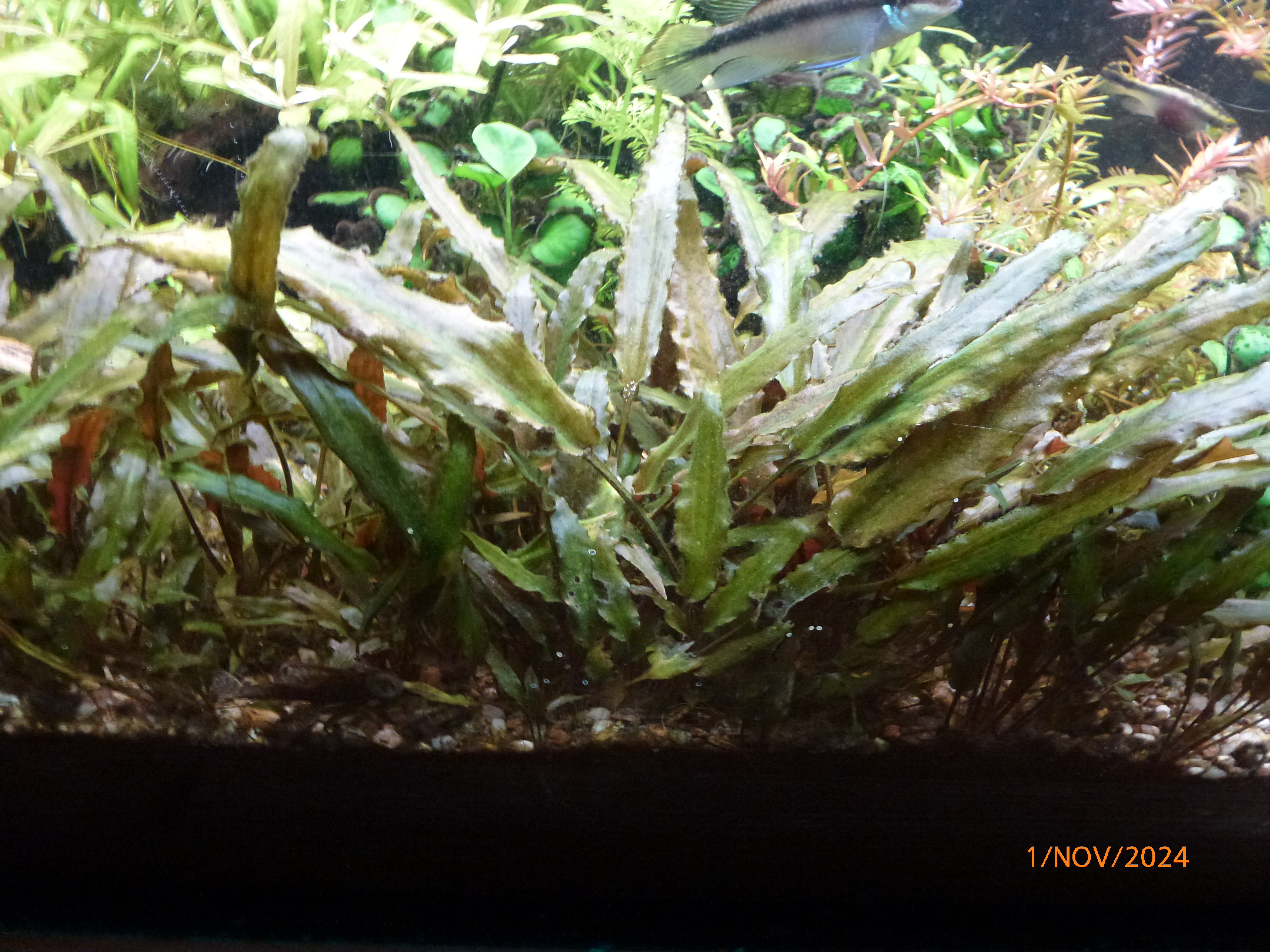 Crypt wendtii 'braun' 241101 2.JPG