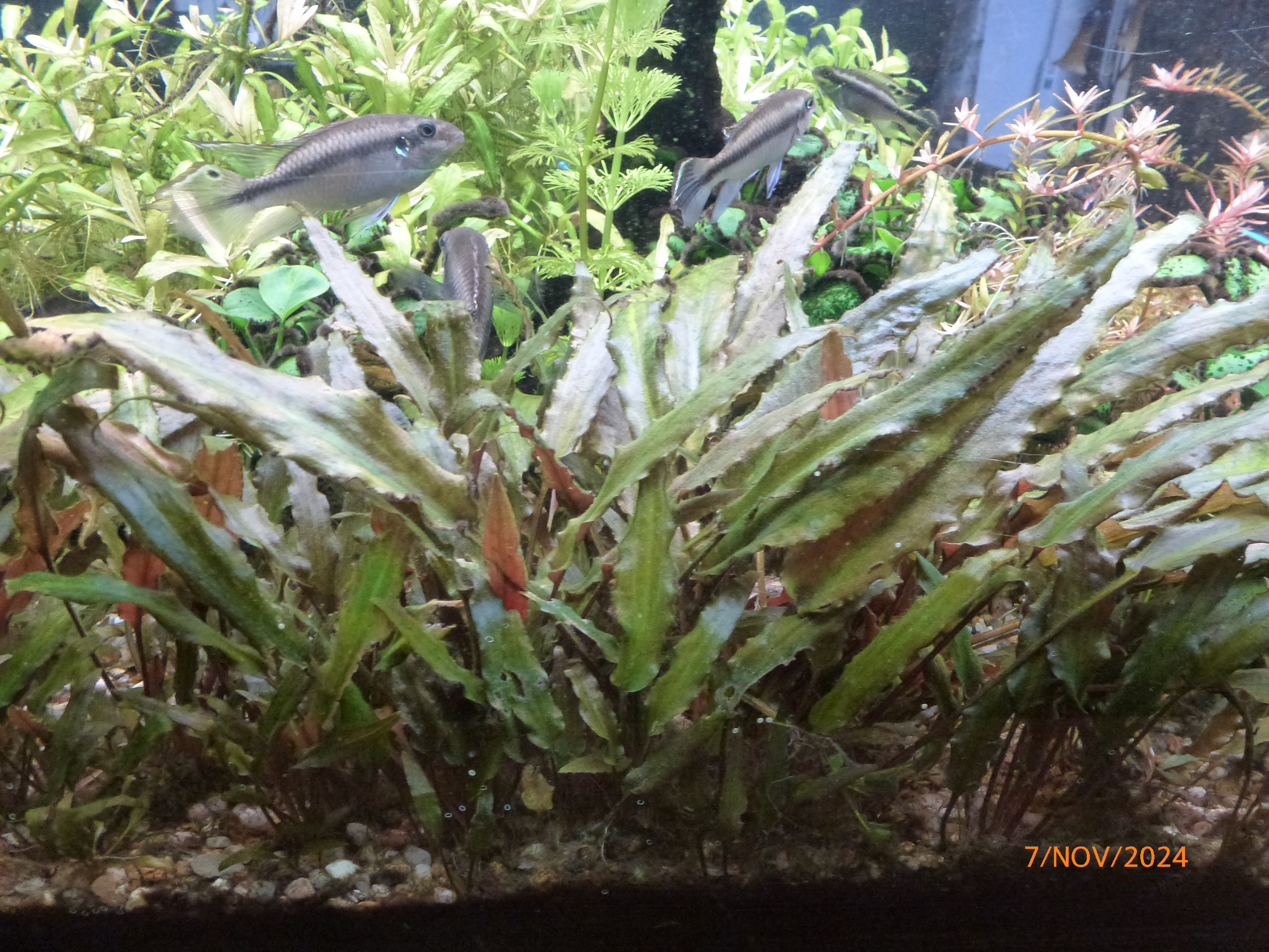 Crypt wendtii 'braun' 241107 1.JPG