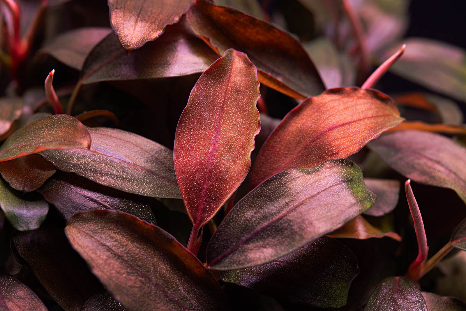 dt_Bucephalandra_sp._''Mini_Theia''_135.0638.00_bronze_tricolor_beschreibungsfoto_gross.jpg