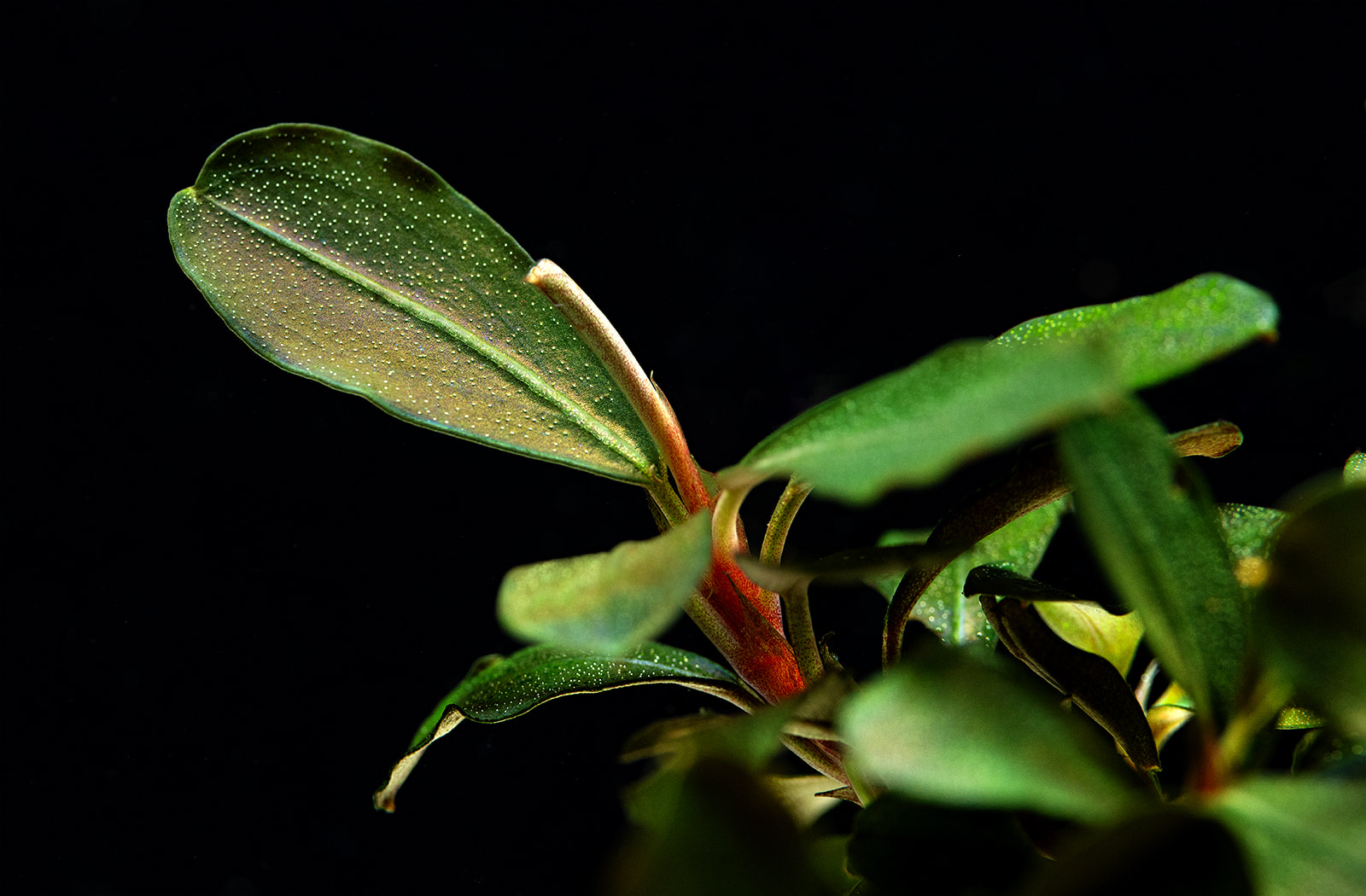 dt_Bucephalandra_sp._''Motleyana_Red''_135.0830.00_beschreibungsfoto_gross.jpg