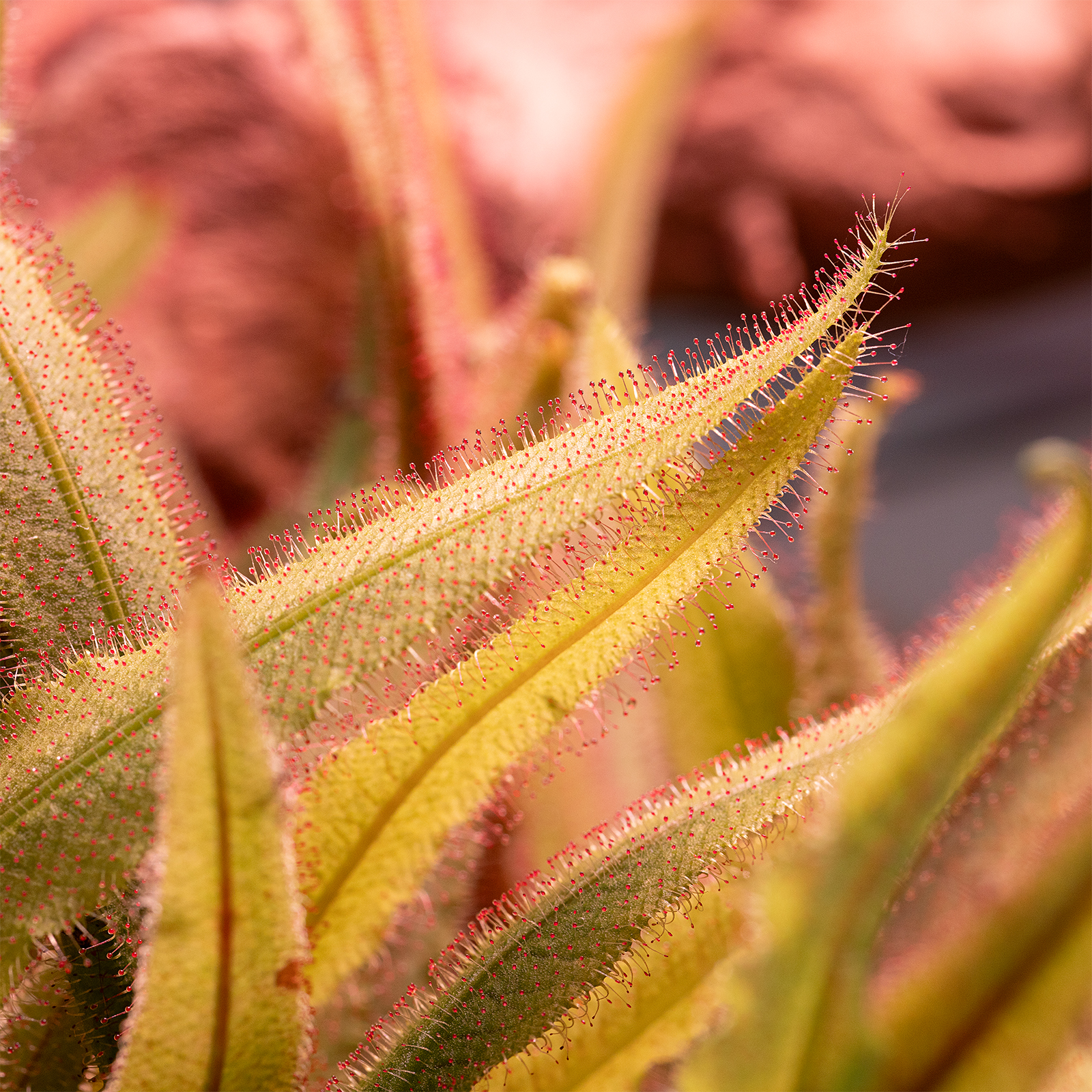 dt_Drosera_adelae_135.0781.00_01.jpg