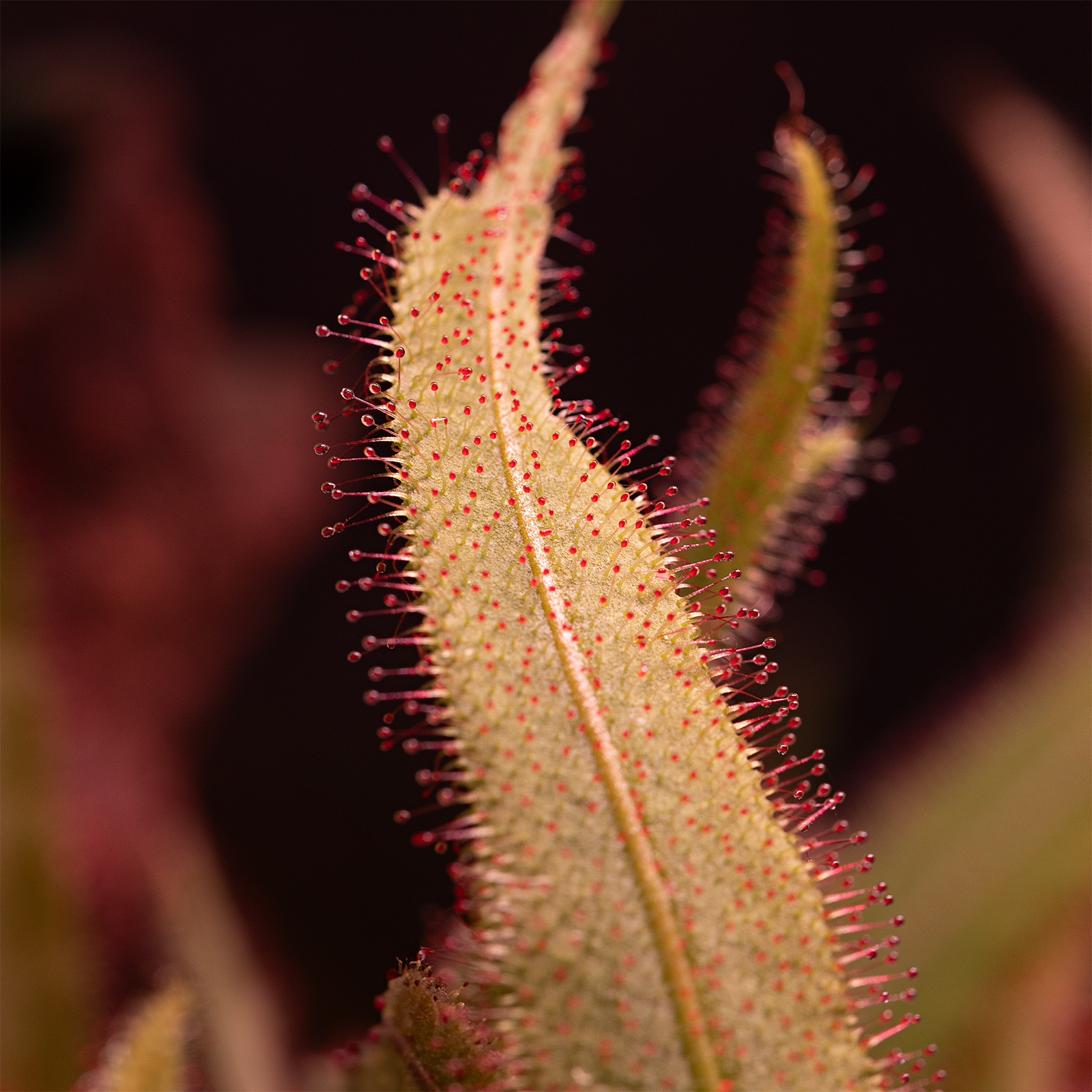 dt_Drosera_adelae_135.0781.00_02.jpg