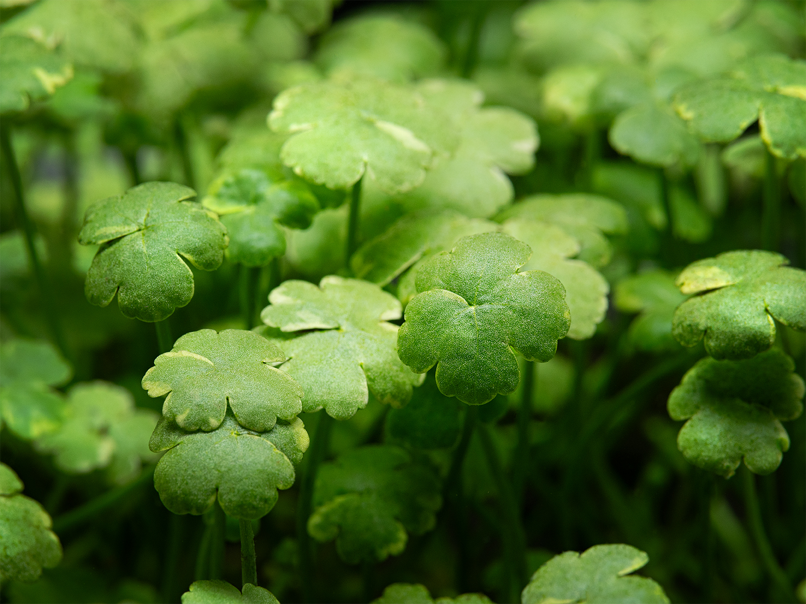 dt_Hydrocotyle_sibthorpioides_'Variegata'_135.0666.00_beschreibungsfoto_gross.jpg