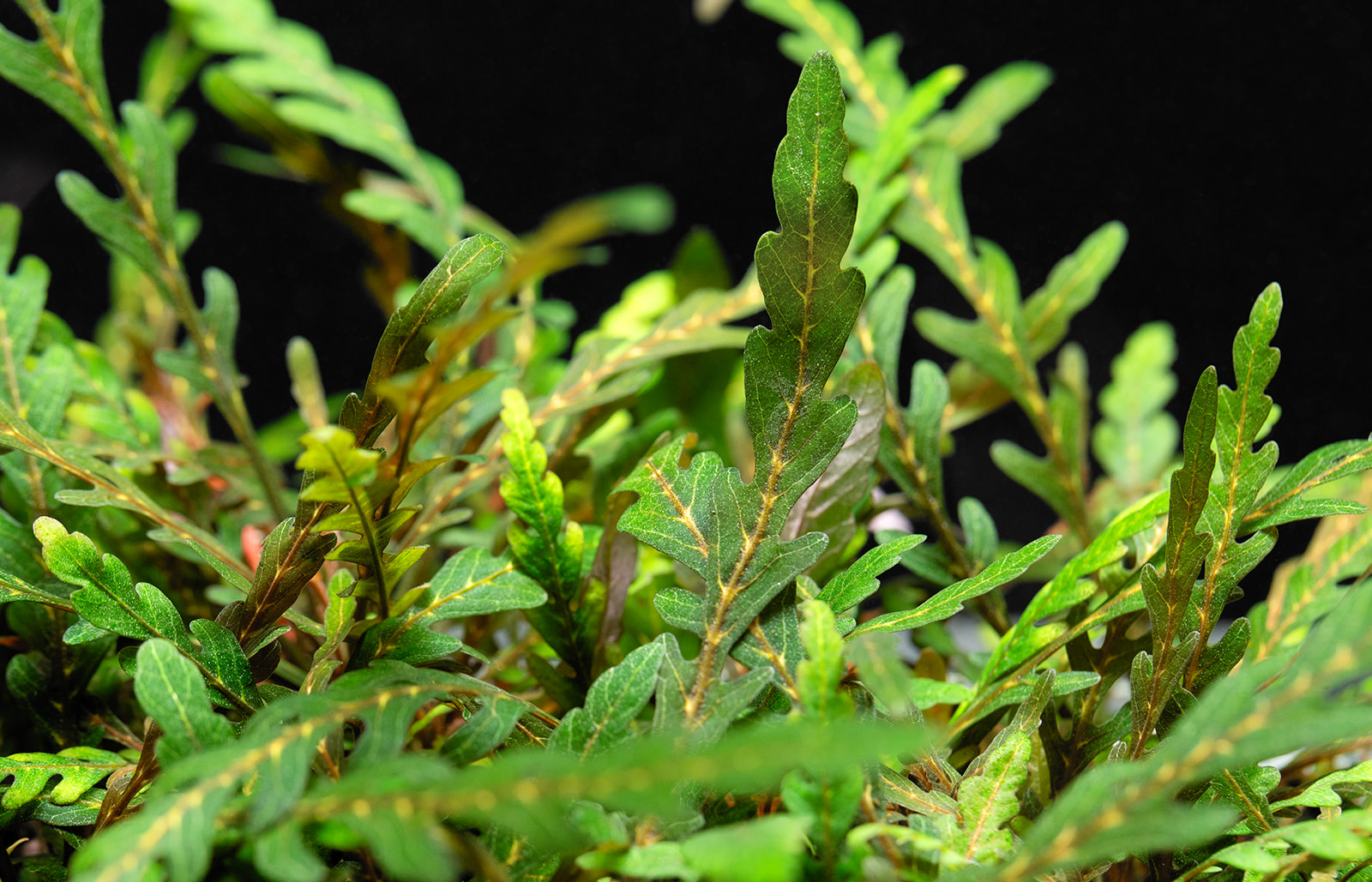 dt_Hygrophila_pinnatifida_''Uttara_Kannada''_135.0611.00_beschreibungsfoto_gross.jpg