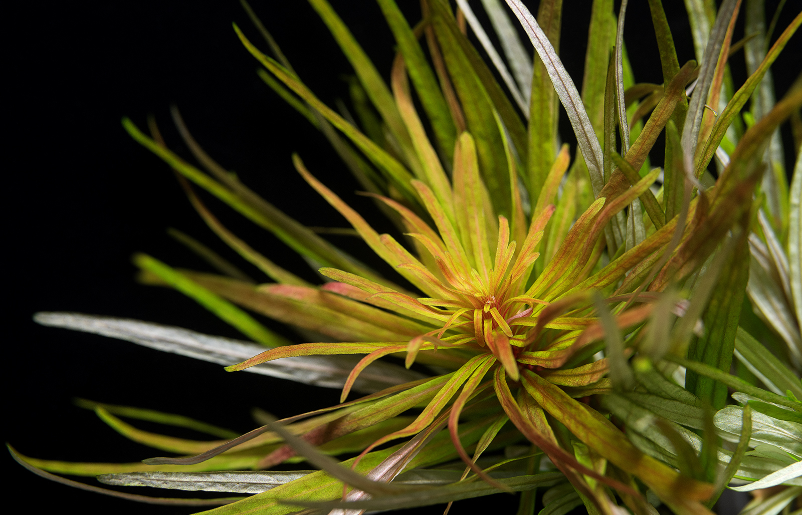 dt_Ludwigia_inclinata_var._verticillata_'Cuba'_135.0071.00_02_beschreibungsfoto_gross.jpg
