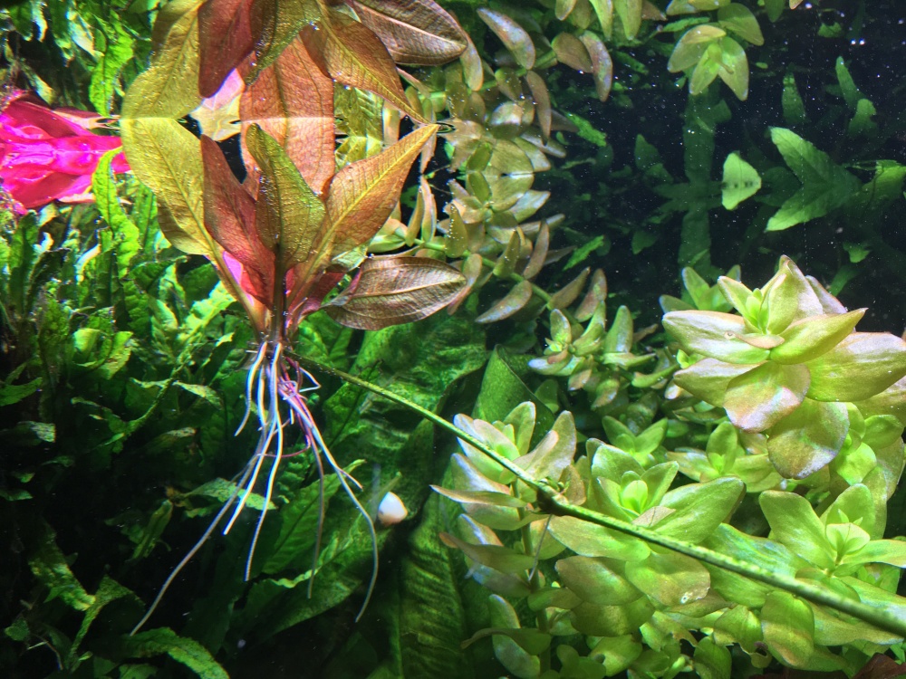 Echinodorus Red Rubin_2.jpg