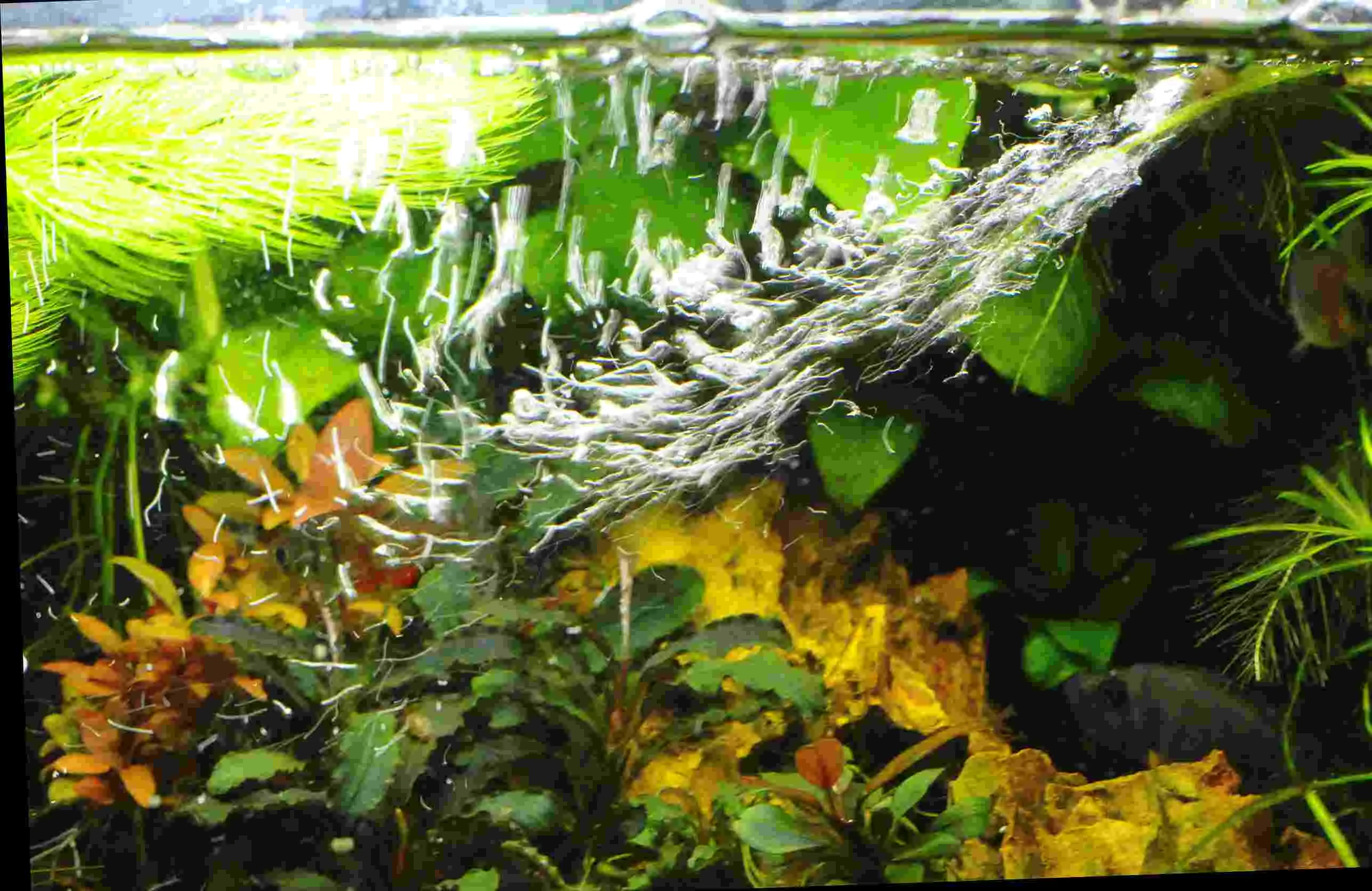 Eheim Aquaball Diffusor 2.webp