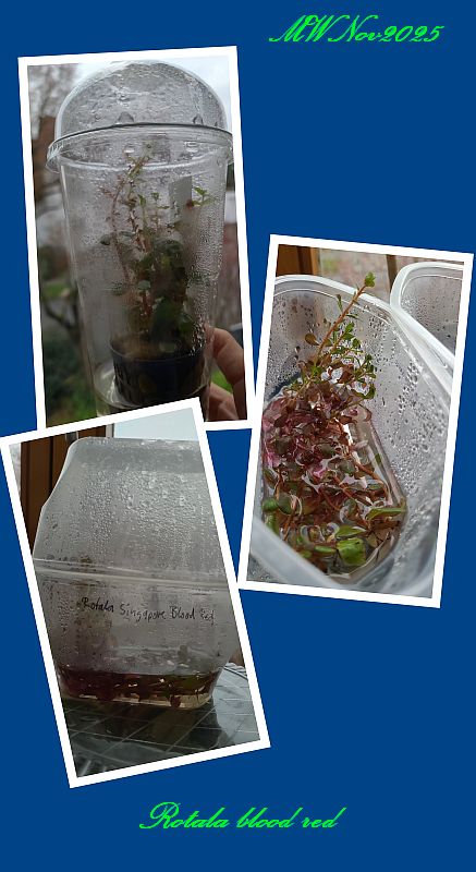 Emers Rotala blood red.jpg