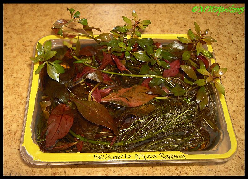 Emerse Ludwigia glandulosa.jpg