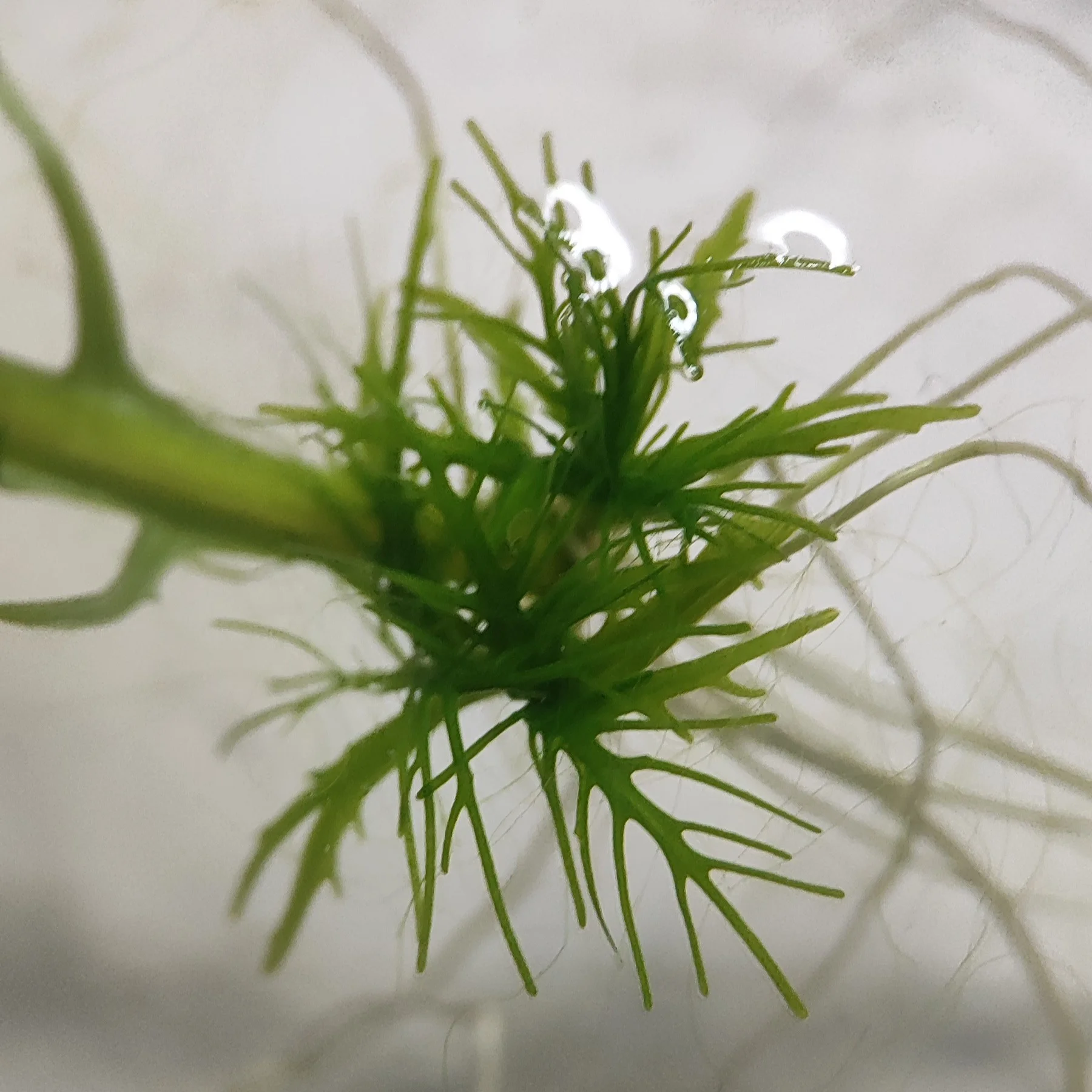 H.balsamica Trieb.webp