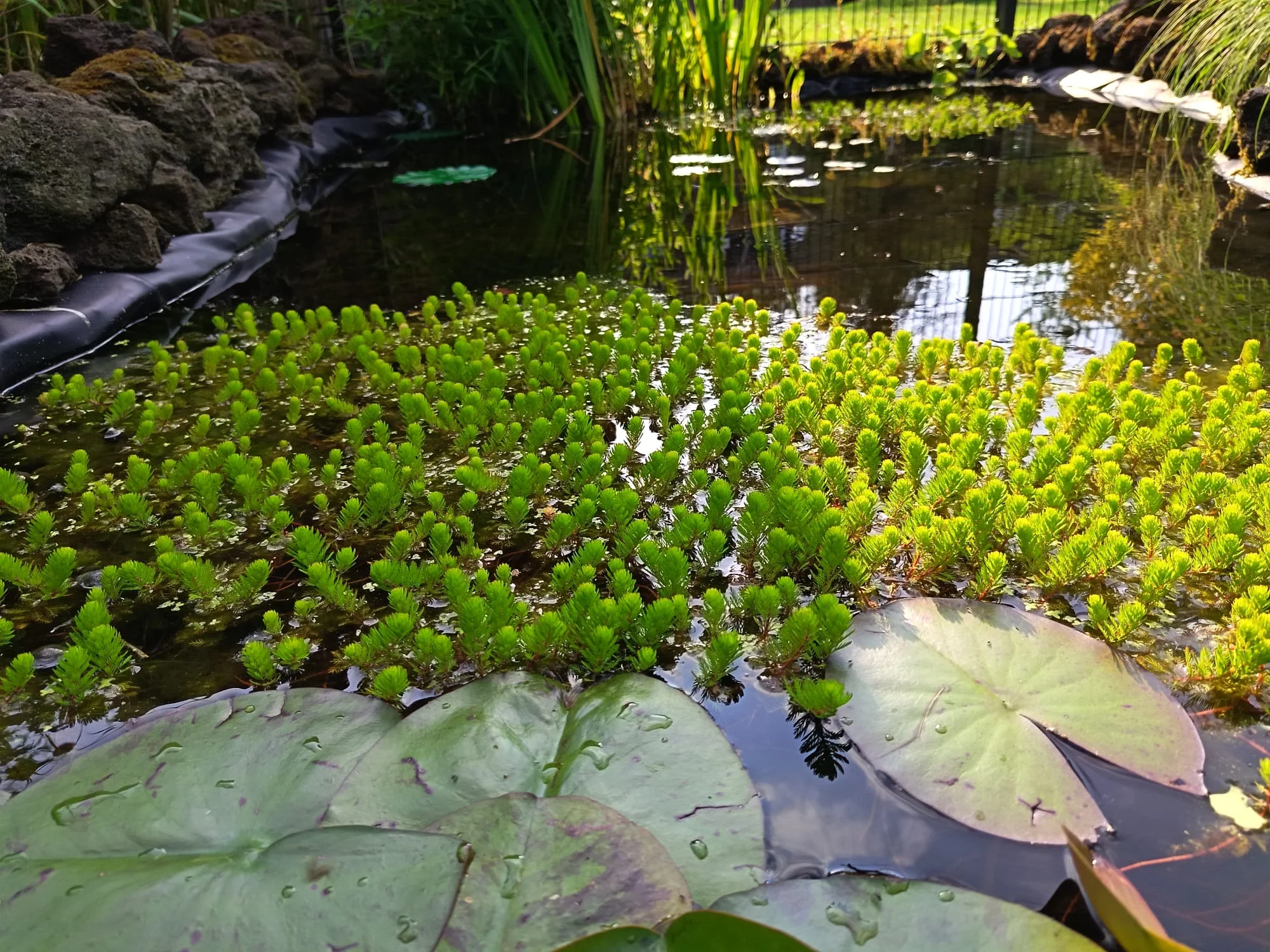 IMG-20260616-WA0005.webp