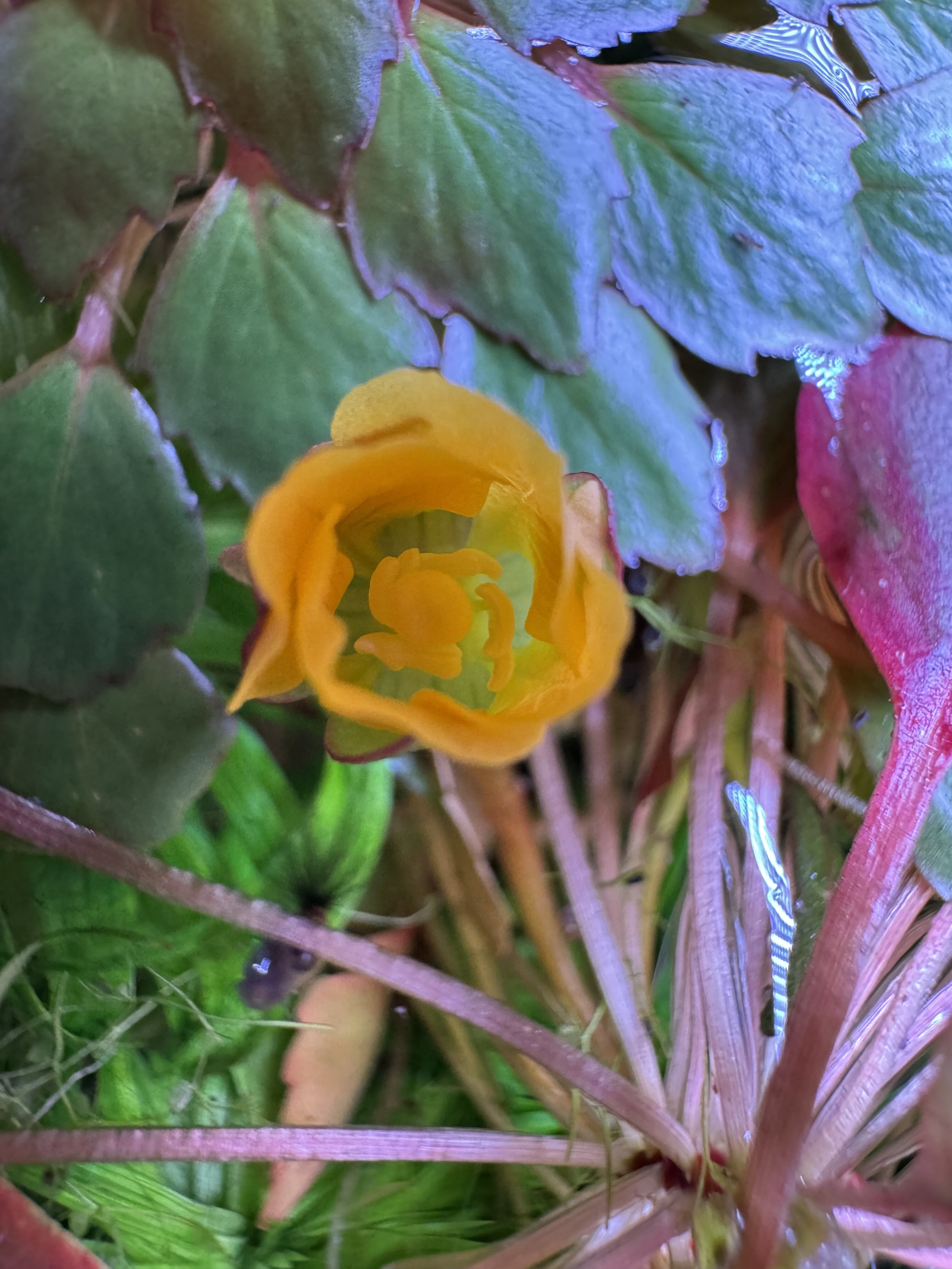 IMG_3711.jpeg