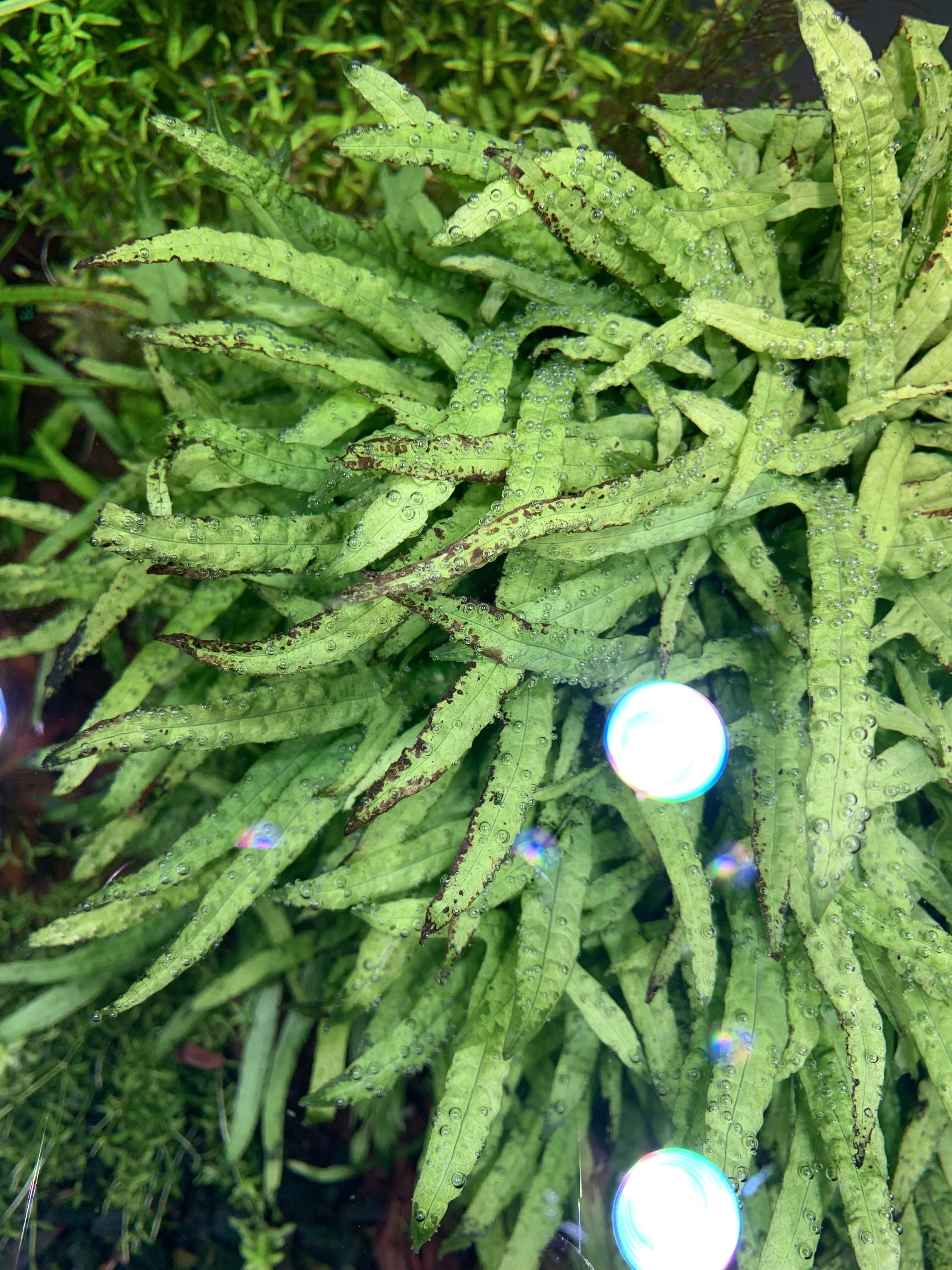 Kalium_Mangel 3.webp