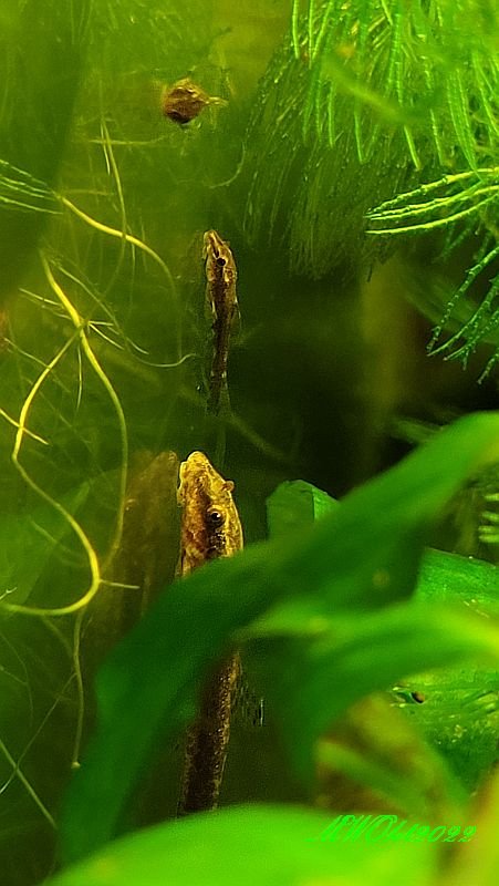 KBO Papa u Babys.jpg