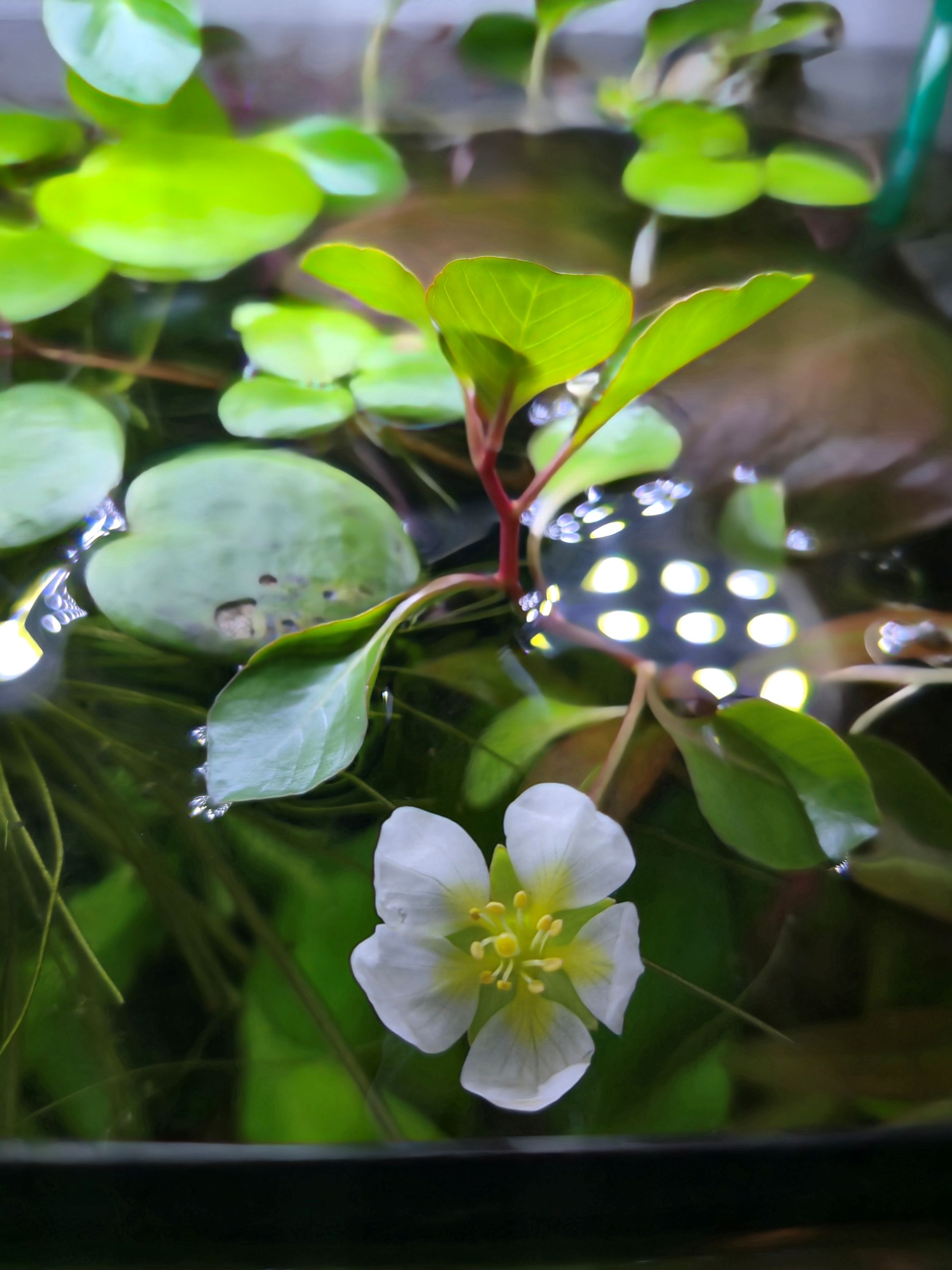 ludwigia_h_bluete.jpg