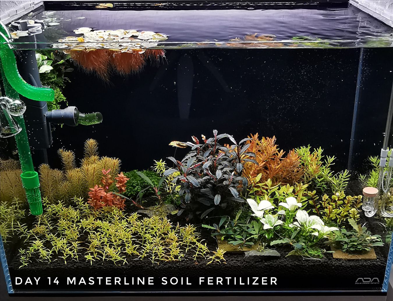 Masterline Soil Day 14 28.11.2020 Forum.jpg