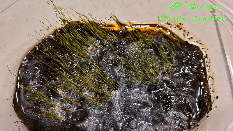 Moos Fissidens zippelianus.jpg