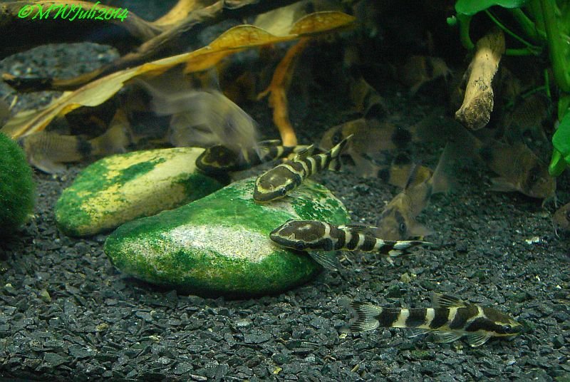 Otocinclus cocama4Algensteine.jpg