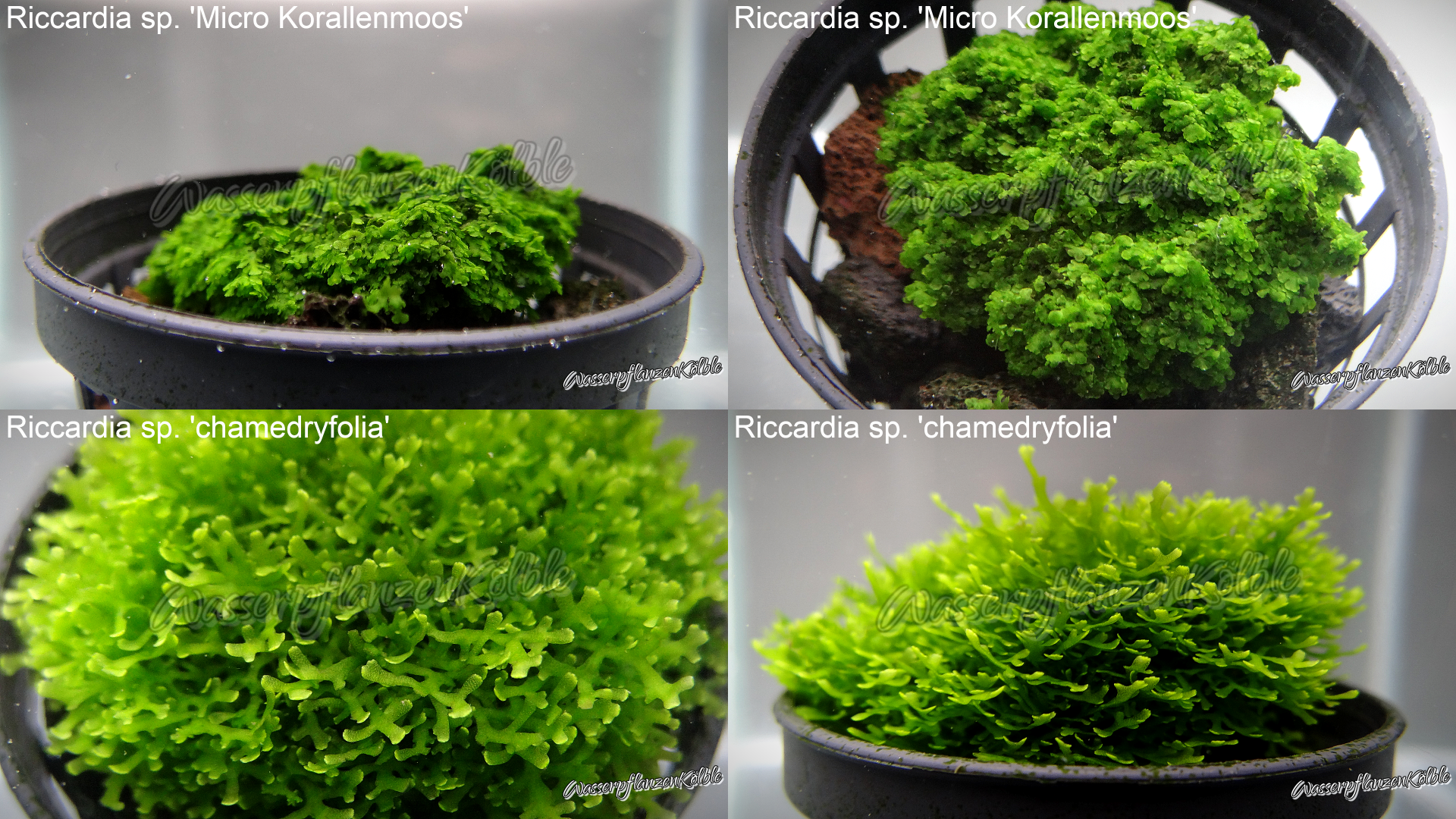 Riccardia sp. Collection 1.png