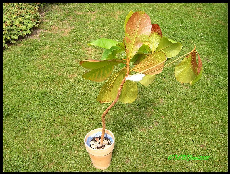 Seemandelbäumchenabmoosen.jpg