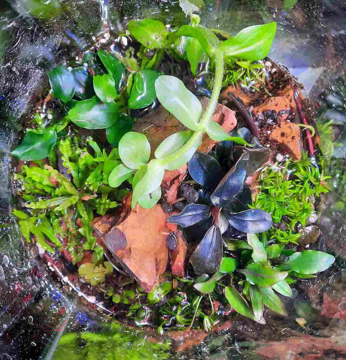 signal-2026-01-24-Wabi Sabi 1.webp