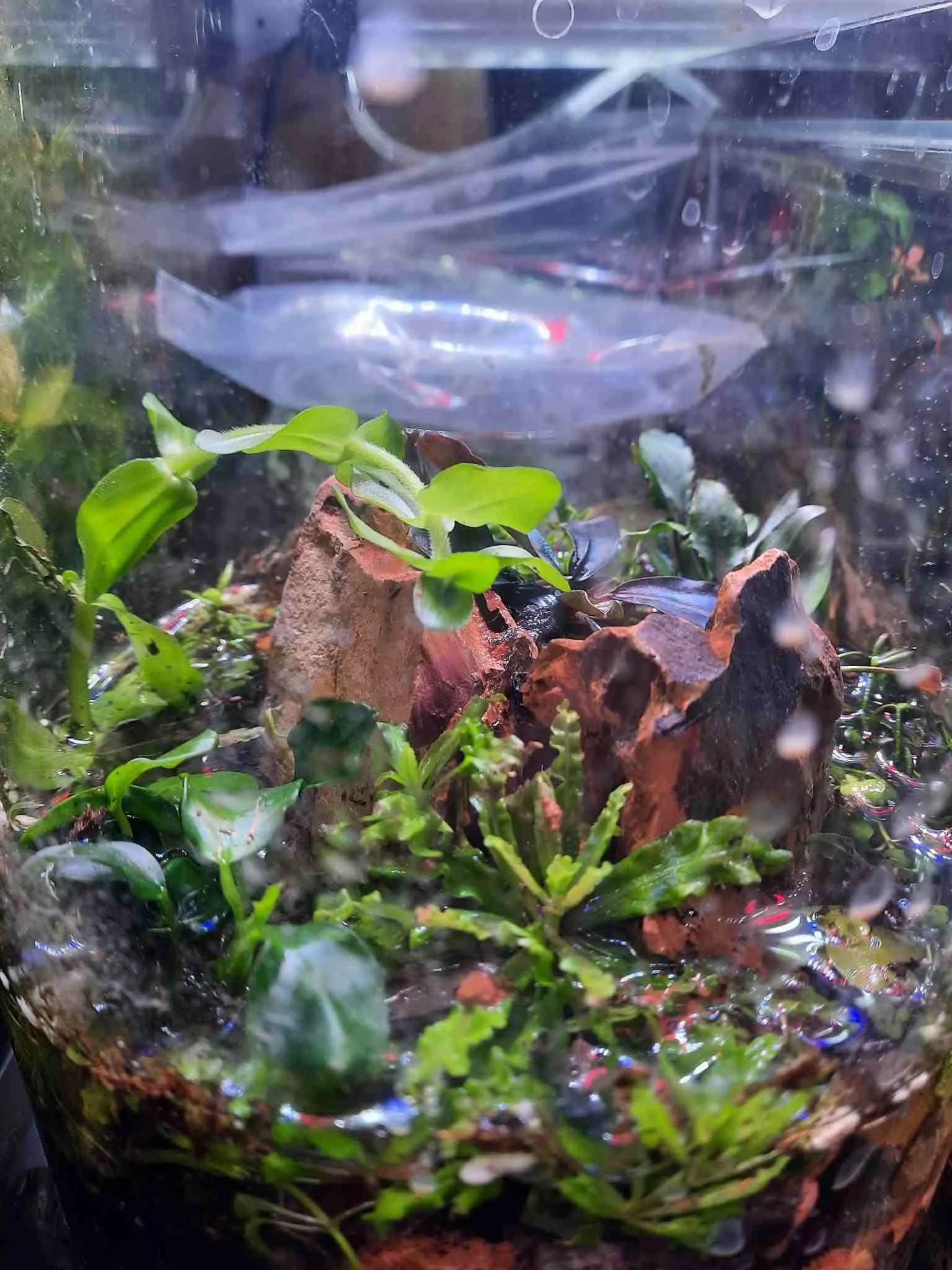 signal-2026-01-24-Wabo Sabi Pogo helfeeri Kurztag.webp