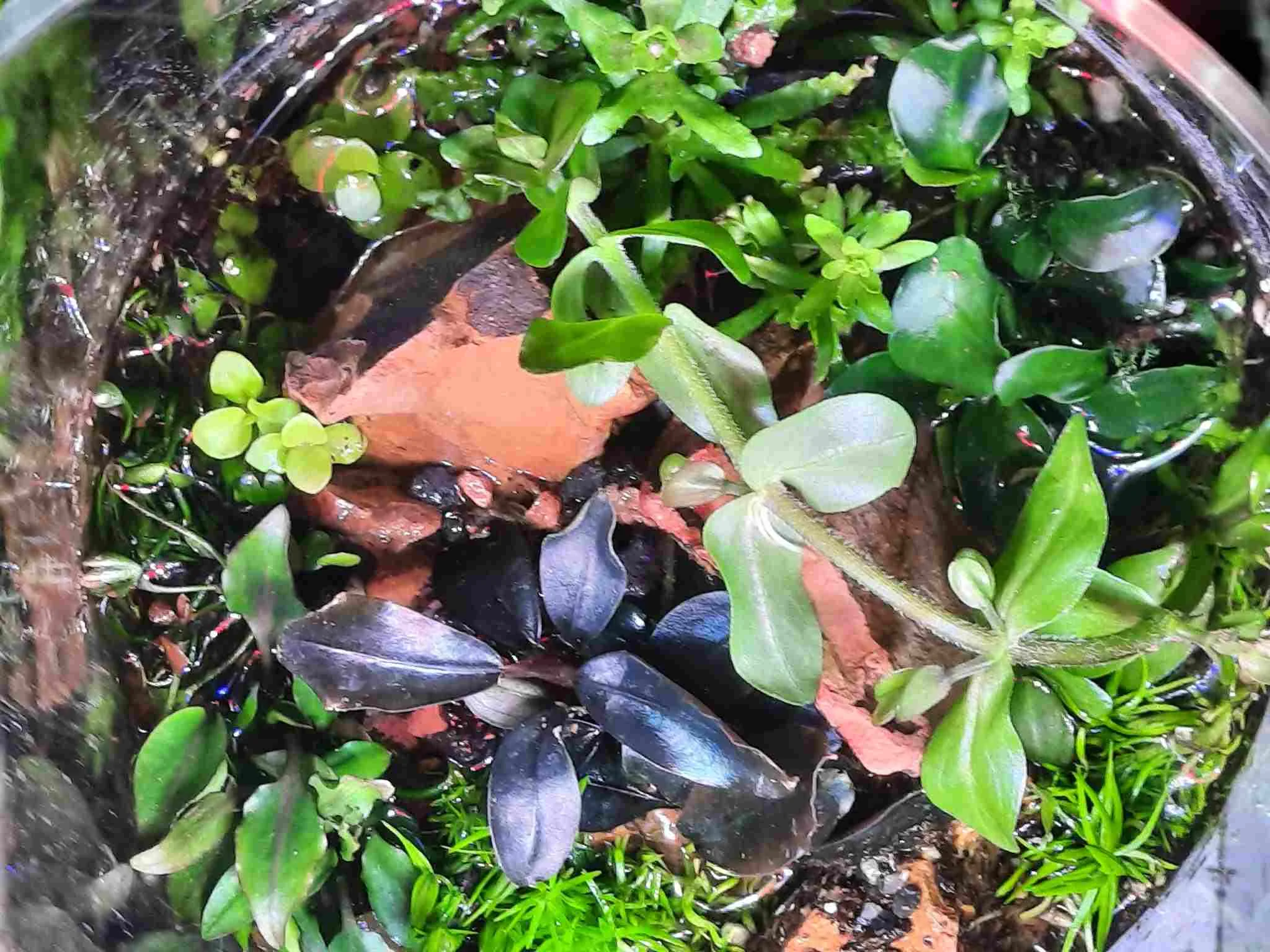 signal-2026-02-09-Wabi Sabi emers.webp