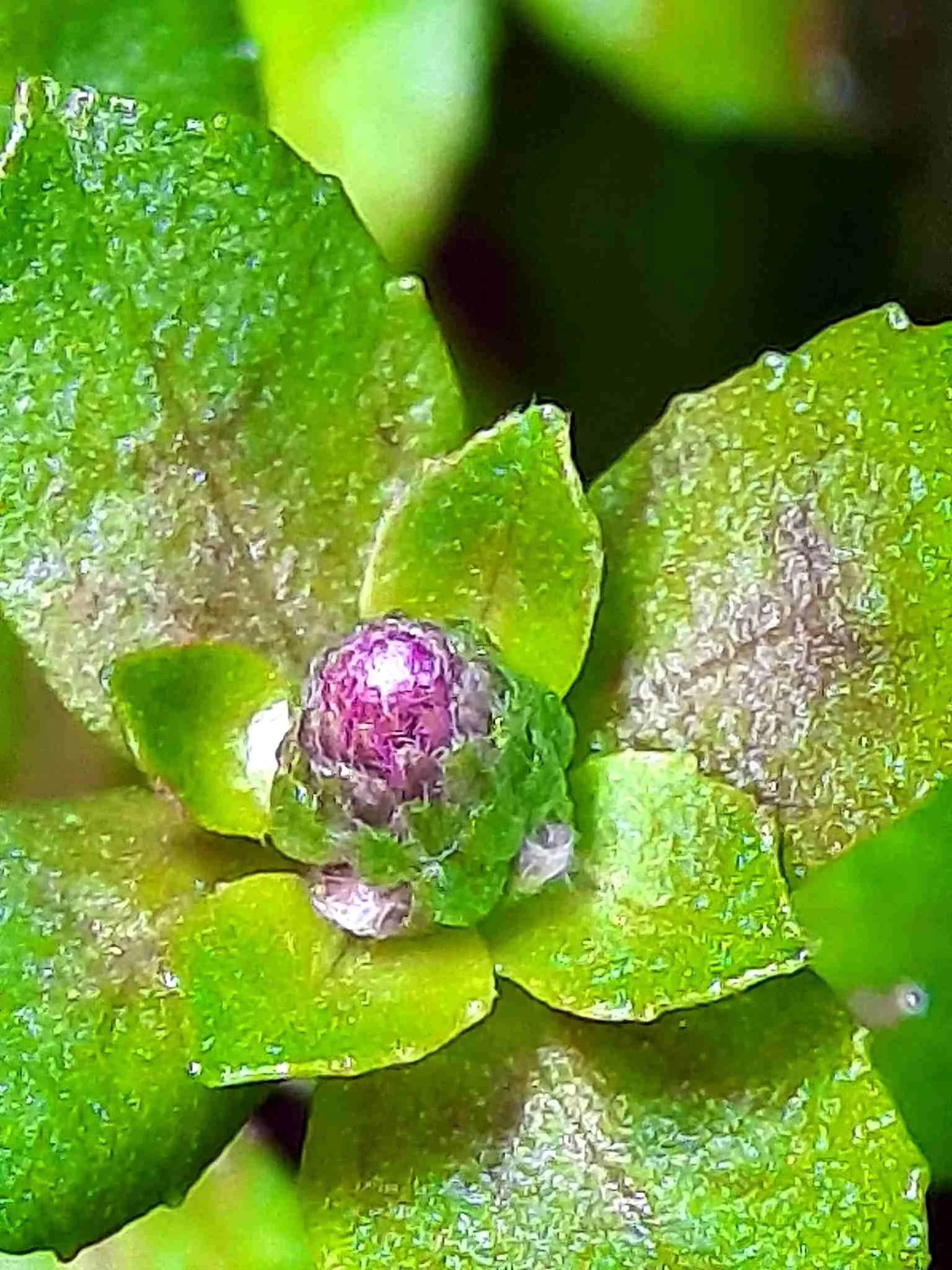 signal-2026-02-16-Pgostemon helferi bud Wabi Sabi 1.webp