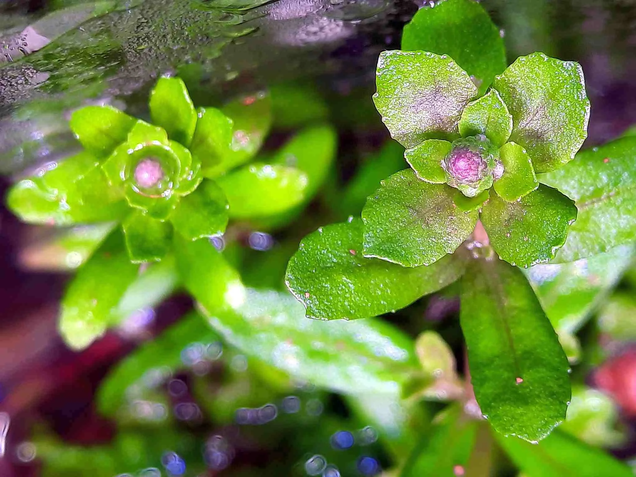 signal-2026-02-16-Pogostemon helferi buds Wabi Sabi 1.webp