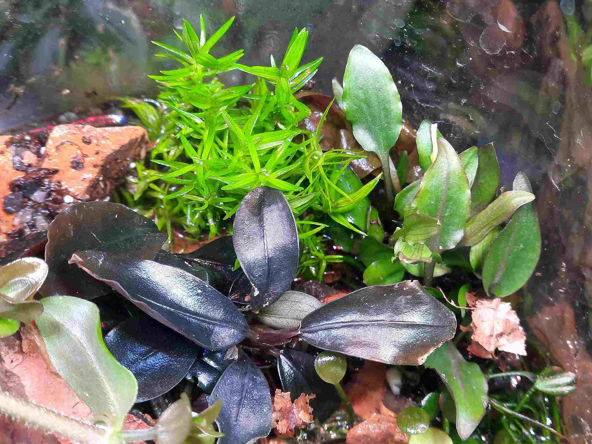 signal-2026-02-16-Wabi Sabi emers off topic.webp