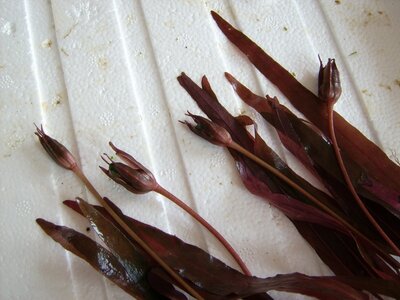 barclaya_longifolia_2.jpg