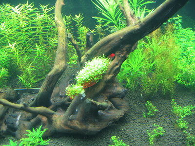 Aquarium 017.jpg