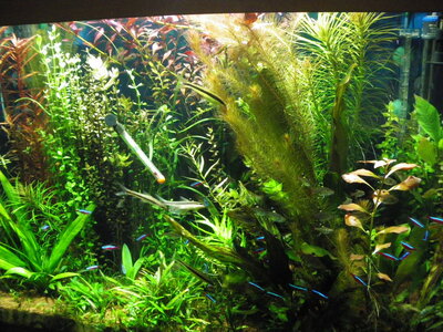 Aquarium_04.06.09 004.jpg