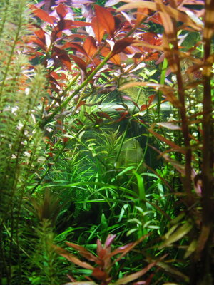 Aquarium_04.06.09 062.jpg