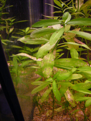 Polysperma2.jpg