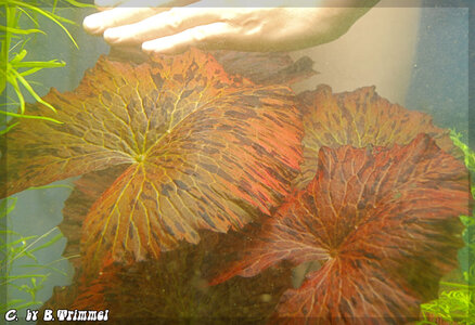 Tigerlotus-u.Hand.jpg