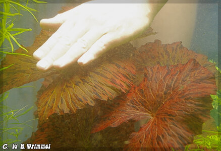 Tigerlotus-u.-Hand-2.jpg