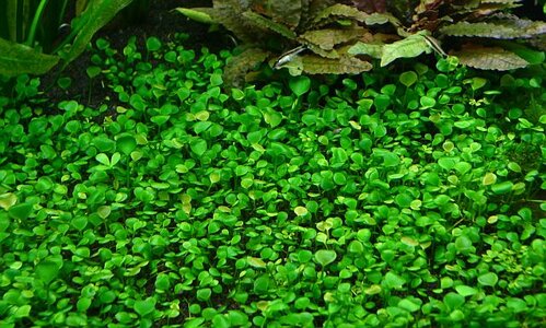 Marsilea hirstua.jpg