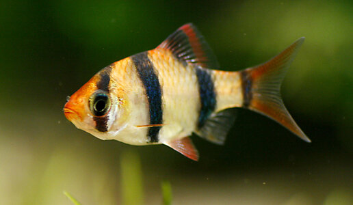 Sumatrabarbe (IMG_0924).jpg