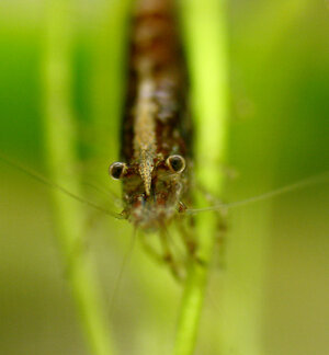Garnele 1 (IMG_1044).jpg