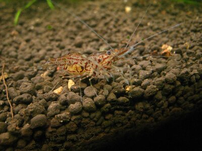 Macrobrachium sp. 3.jpg