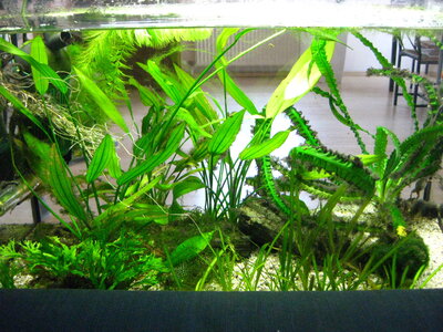 Froschaquarium0809 002.jpg