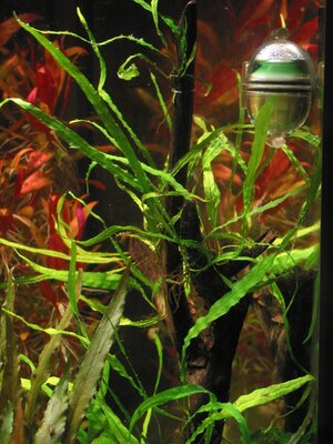 09-08-27 Microsorum pteropus needle leaf.jpg