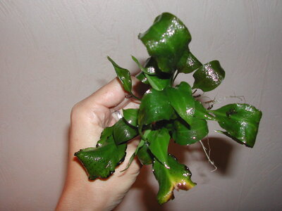 DSCN3119.JPG