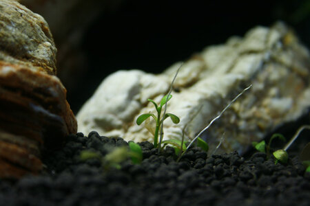_MG_1488.jpg