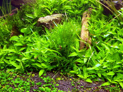 helanthium6.jpg